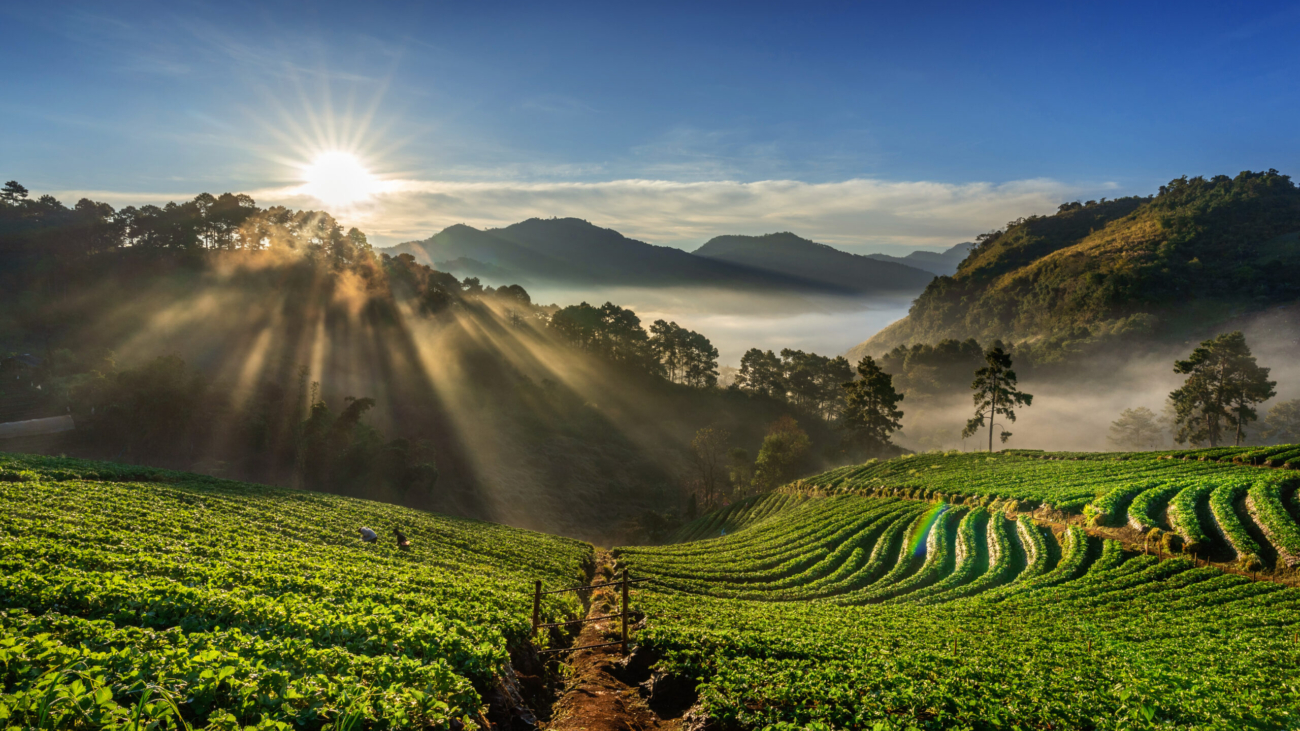 Beautiful strawberry garden and sunrise on Doi Ang Khang , Chiang Mai, Thailand.