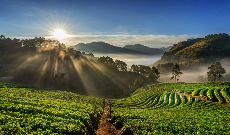 Beautiful strawberry garden and sunrise on Doi Ang Khang , Chiang Mai, Thailand.