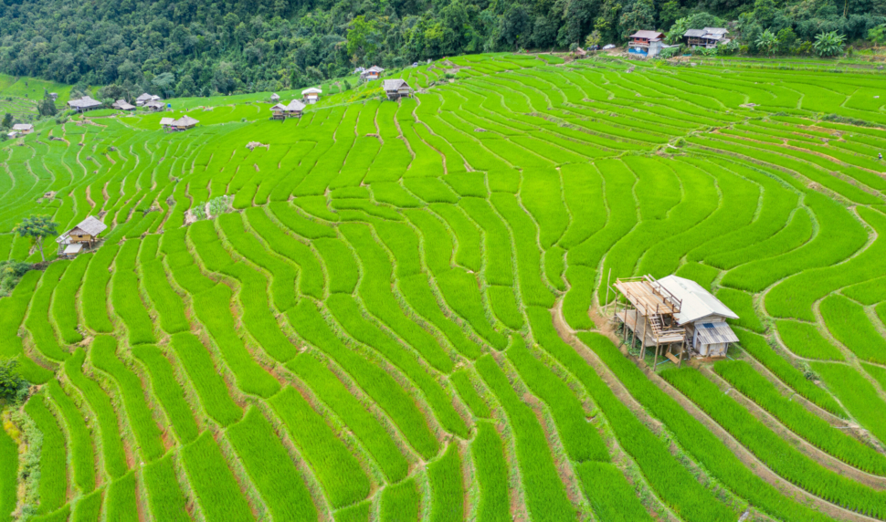Aerial view of Rice terrace at Ban pa bong piang in Chiang mai, Thailand.